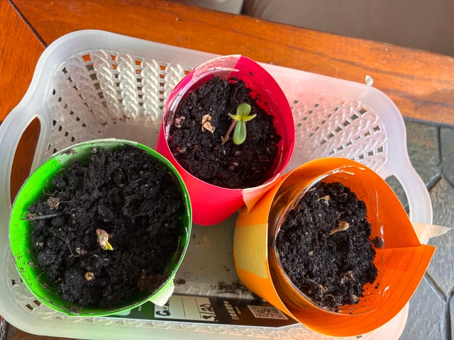 My First Grow — germination, day 7