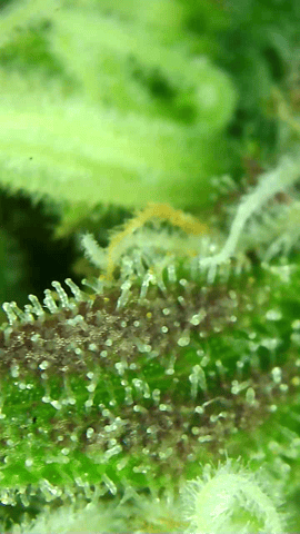 Acapulco Gold  — flower, day 93