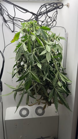 Purple Haze — harvest, day 8