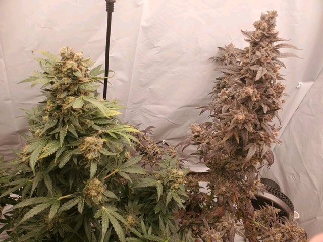 Alien Rock Candy & Grape Deebo