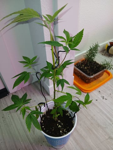 Gelato 33 — seedling_rooting, day 3