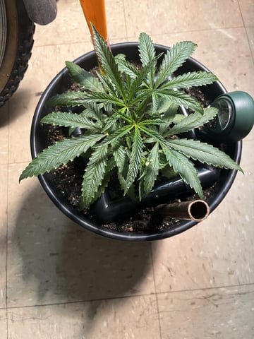 My Devine Conscious  — vegetative, day 401