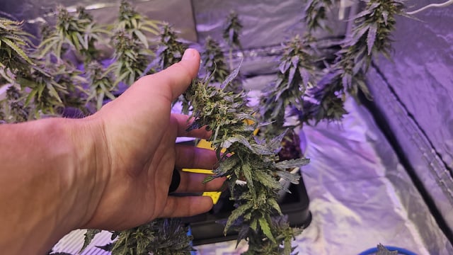 Amnesia Haze Run — flower, day 83