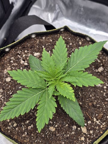 mc nuggets r1 — vegetative, day 13