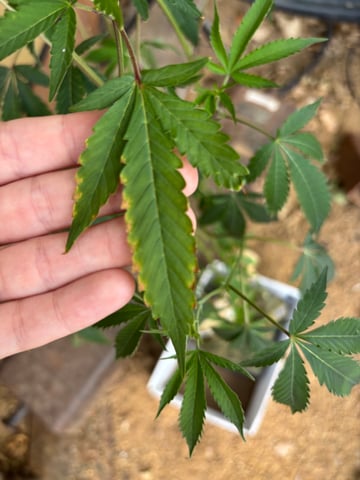 Jenny girl — vegetative, day 1