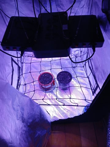 CountryG  — seedling_rooting, day 5