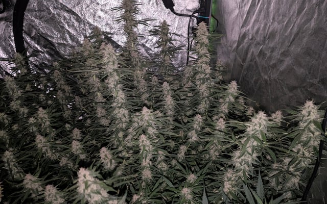 Strawberry Cheesecake Seedsman Seeds Autoflowers x2 — flower, day 70