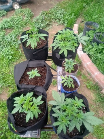  auto mixed pack indoor attempt #1 — vegetative, day 27