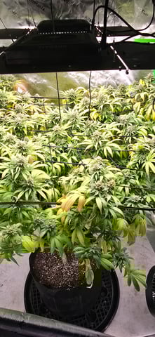 Attack Of The Clones — flower, day 74