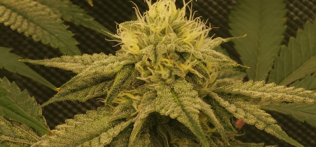 Found my Females... Game On! — flower, day 164