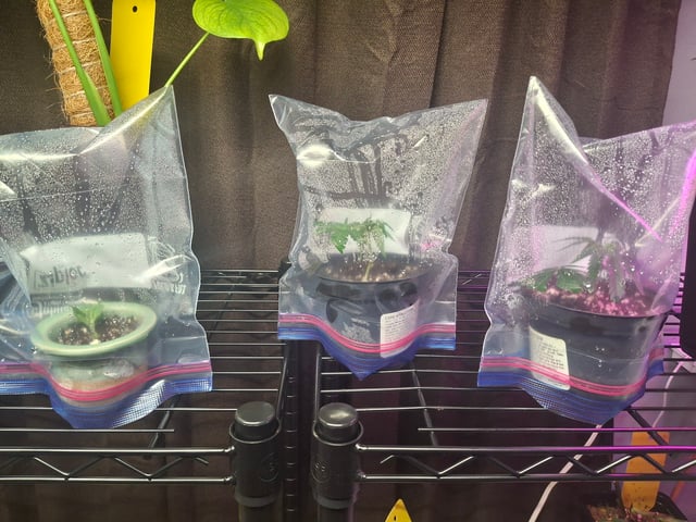 III — seedling_rooting, day 32