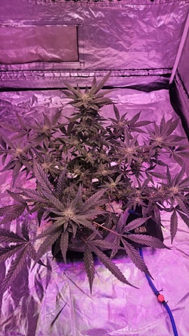 Jelousy Fast(Photo) & Ultra Voilet (Auto) — flower, day 10
