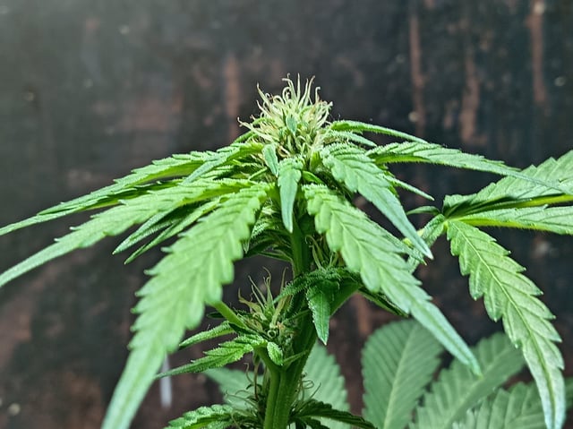 Strawberry Banana Auto  — flower, day 113