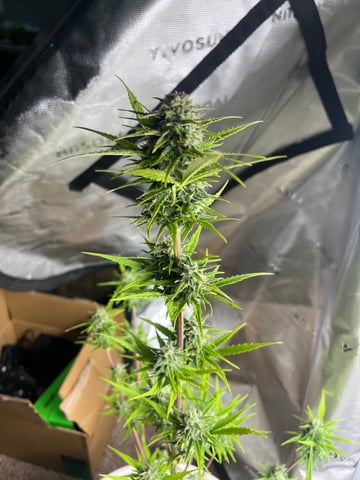 Wedding Cake Zkittlez — flower, day 27