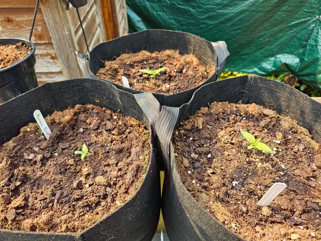 banana blaze  — grow_setup, day 10