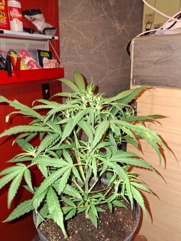 Banana  — auto, day 43