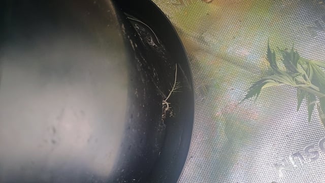 1st Batch — vegetative, day 47