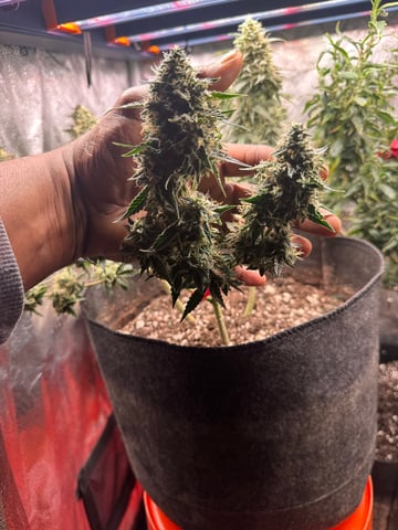 Do-si-doe — flower, day 44