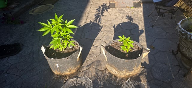 Let's just leave these right here! — vegetative, day 39