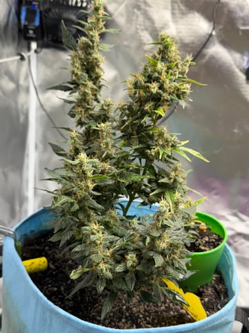 First Run — flower, day 109