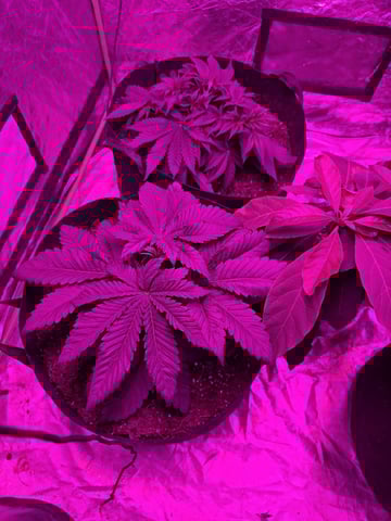 Apple fritta — vegetative, day 25