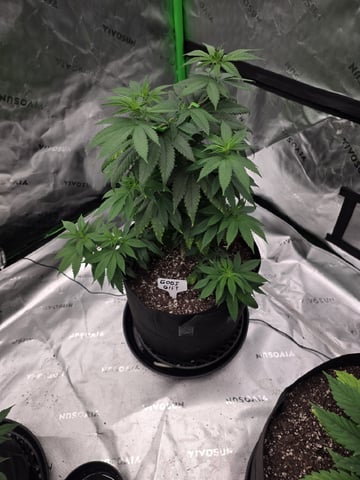 Summer 2026 Grow — flower, day 11