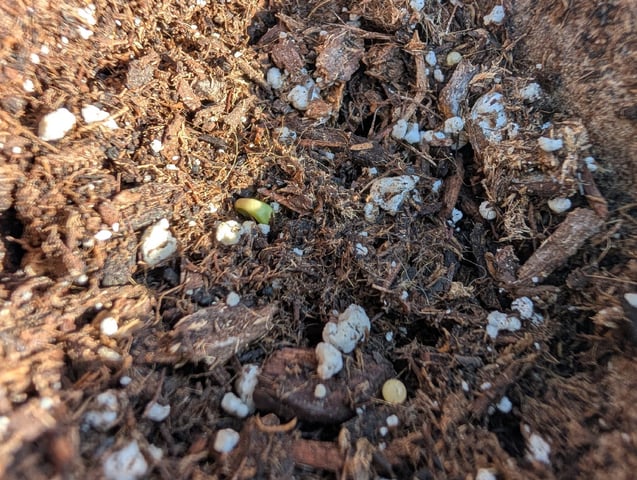 Galicane Fem — germination, day 6
