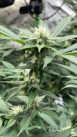 Clones GodFather OG Clones — flower, day 75