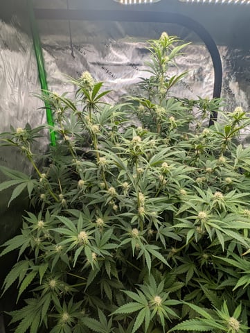 Acapulco Gold  — flower, day 80