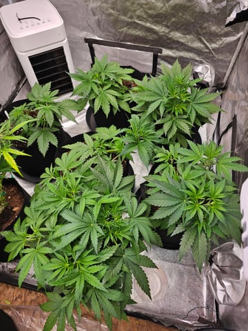 strawberry soda — grow_setup, day 27