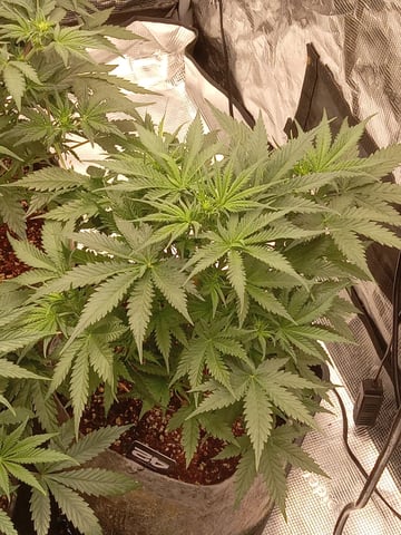 5 Autos — vegetative, day 8