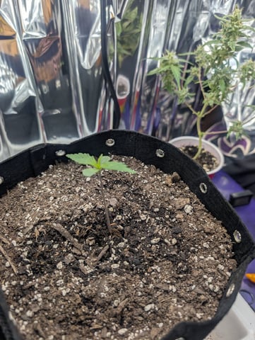 Zkittlez (Auto) — seedling_rooting, day 10