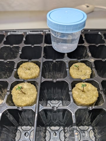 Acapulco Gold  — germination, day 6