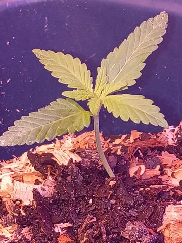 My First Grow — none, day 1