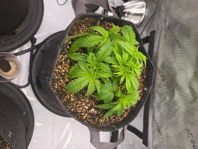 Purple Haze  — vegetative, day 17