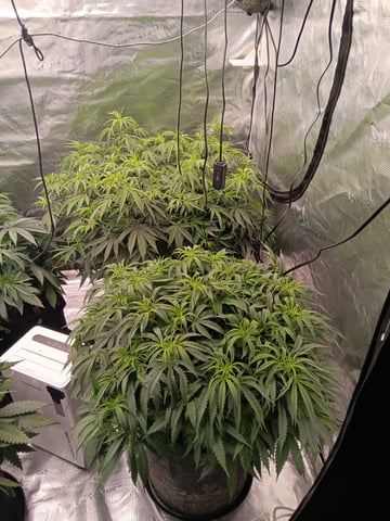 Master Kush — flower, day 70