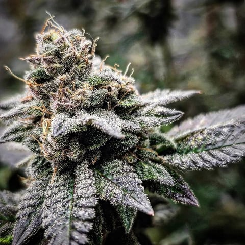 perfect circle/ cherrymac1 X candyland cross  — flower, day 32