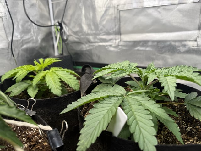 Late Season Start  — vegetative, day 27