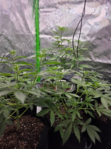 Auto RuntzxWreck — vegetative, day 10