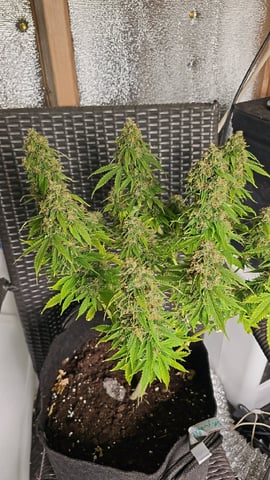 skywalker haze — grow_setup, day 104