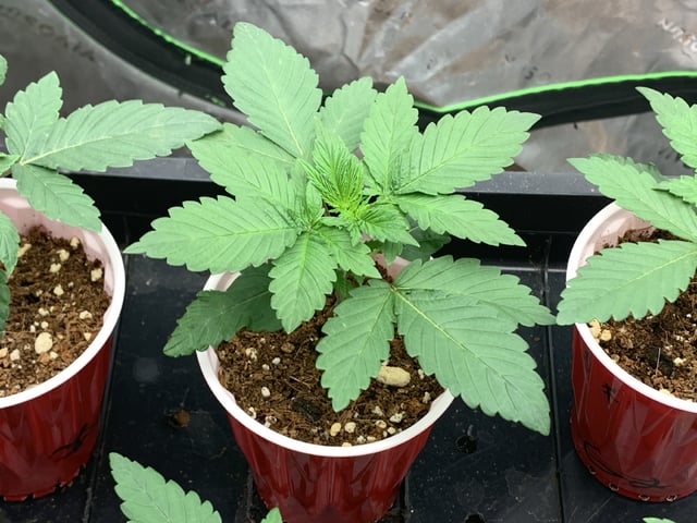 Papaya Frosting  — seedling_rooting, day 19