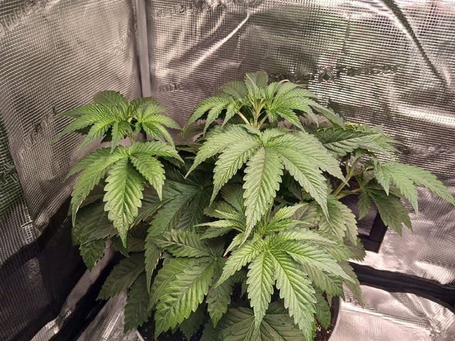 Gorilla Sherbert Feminized From Blimburn Seeds  — vegetative, day 28