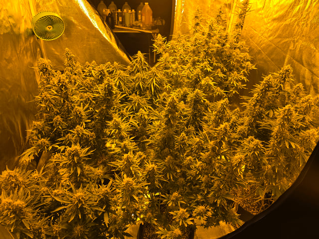 2nd Autoflower Indoor Grow — flower, day 84