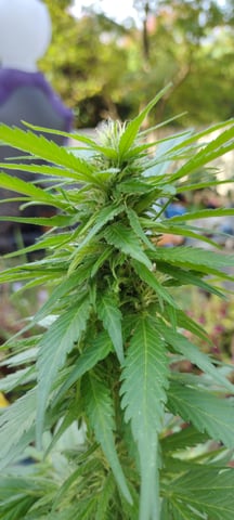 runtz punch — flower, day 1