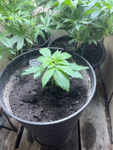  strawberry cough  — vegetative, day 27