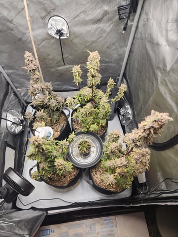 Mephisto Apple Crush and Pop tart OG in Nature's Living Soil.  — flower, day 88