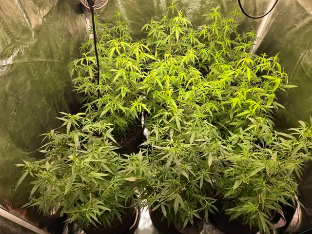 Blue Dream Clones — vegetative, day 39