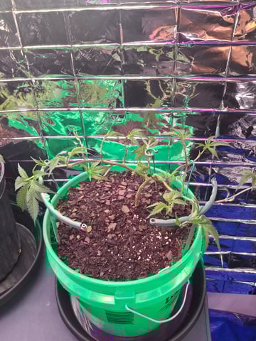 III — vegetative, day 70