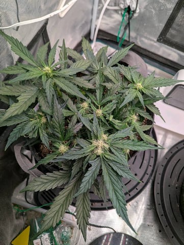 2025 EOY Grow — flower, day 42