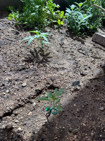 new seeds grow #2 — vegetative, day 29